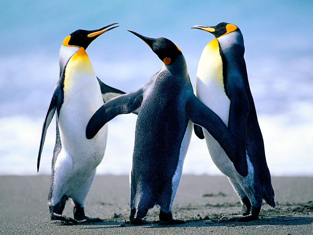 Penguins2